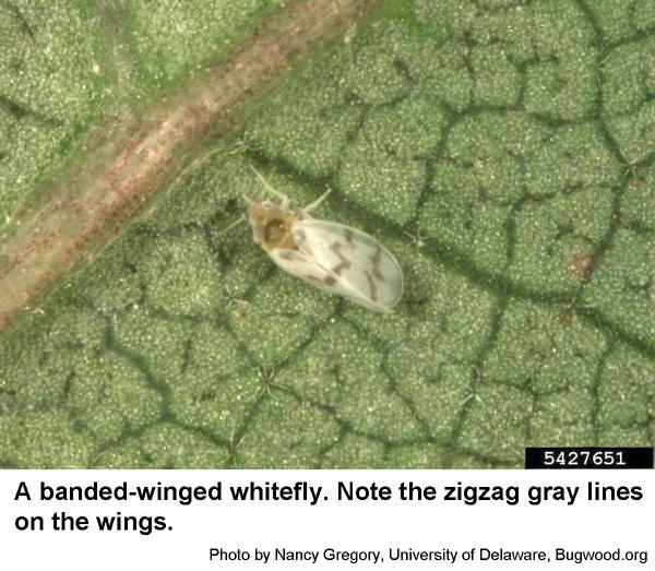 Thumbnail image for Bandedwinged Whitefly on Ornamentals